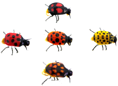 Mushka Bozh'ya korovka